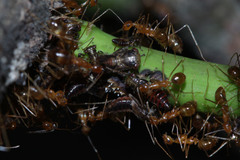 Idioscopus nitidulus