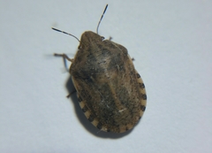 Eurygaster