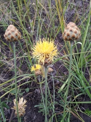 Centaurea orientalis