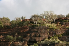 Albizia tanganyicensis