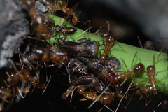 Idioscopus nitidulus