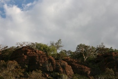 Albizia tanganyicensis