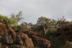 Albizia tanganyicensis