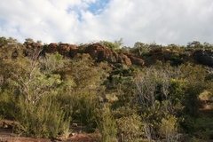 Albizia tanganyicensis