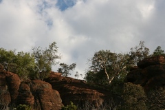 Albizia tanganyicensis
