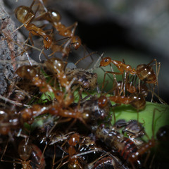 Idioscopus nitidulus