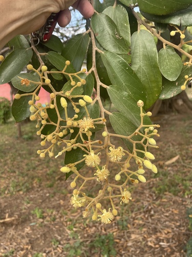 Luehea seemannii