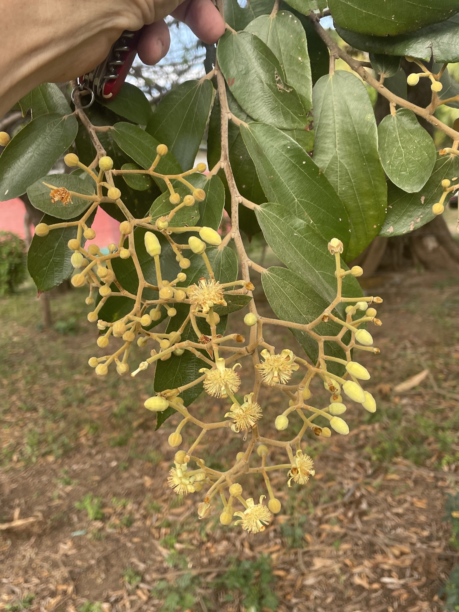 Luehea seemannii