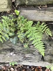 Cystopteris tennesseensis