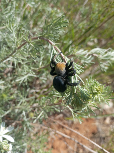 Eresus lavrosii