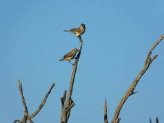 Aphelocephala leucopsis