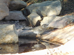 Pachycephala inornata