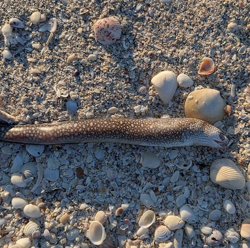 Honeycomb Moray (Gymnothorax saxicola) — Muraenidae