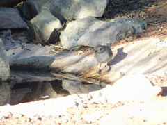 Pachycephala inornata