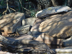 Pachycephala inornata