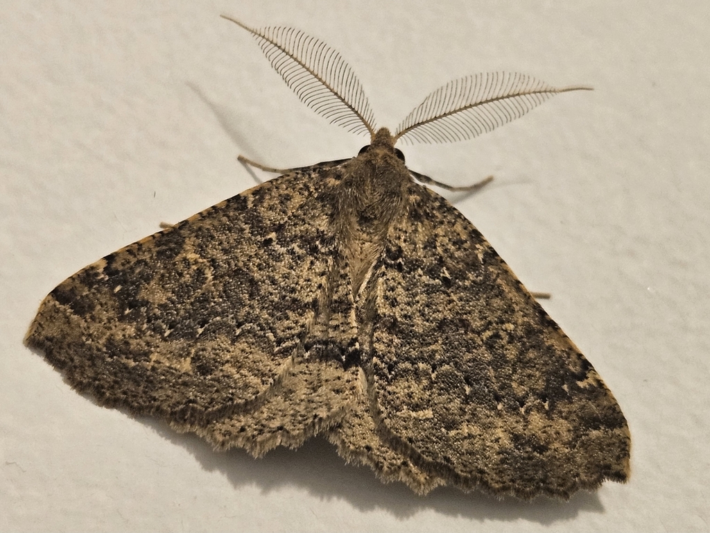 Kawakawa looper