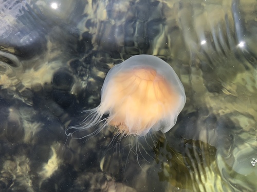 Lion's Mane Jelly, photo 7 of 8