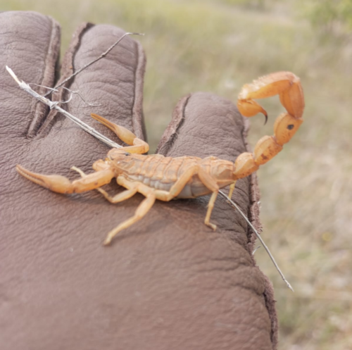 Mediterranean Checkered Scorpion