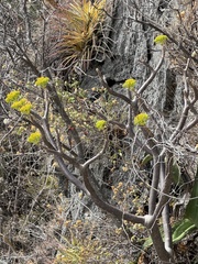 Pittocaulon velatum