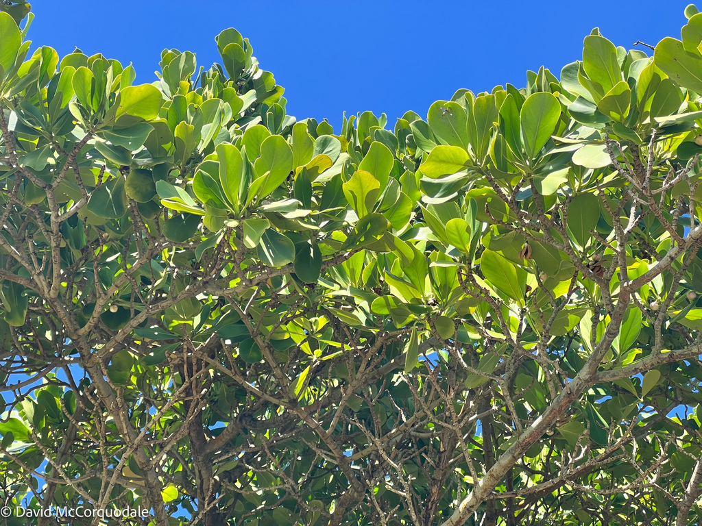 attorney trees from Sangre Grande, Trinidad and Tobago on November 23 ...