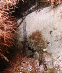 Scutellastra peronii