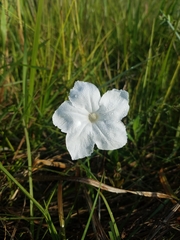 Ruellia noctiflora