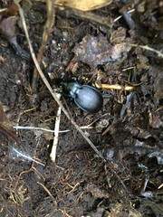 Carabus goryi