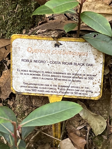 Quercus costaricensis - Rótulo interpretativo de campo que dice Roble Negro, Costa Rican Black Oak