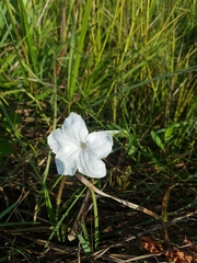 Ruellia noctiflora