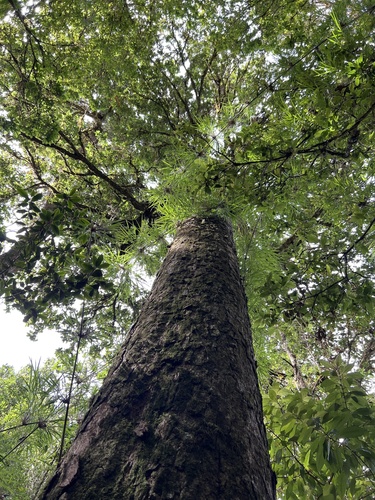 Quercus costaricensis - Árbol completo, vista hacia arriba del tronco al dosel