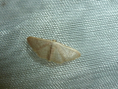 Idaea distinctaria