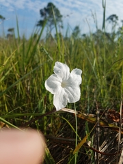 Ruellia noctiflora