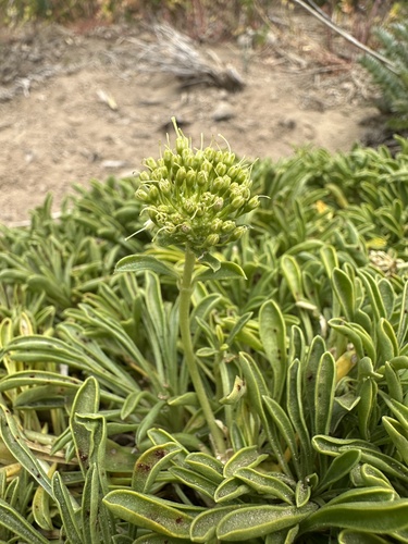 Gamocarpha alpina (Gamocarpha alpina)