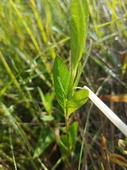 Ruellia noctiflora
