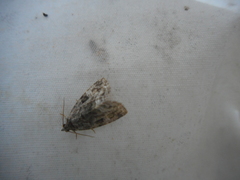 Protodeltote muscosula