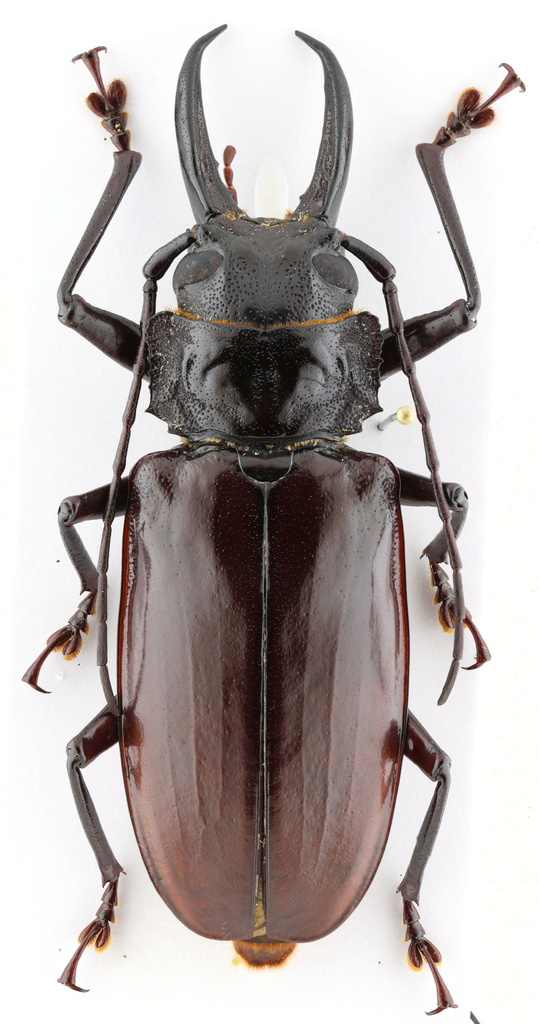 Stenodontes exsertus