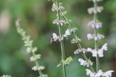 Salvia japonica