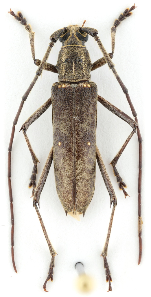 Coeleburia fisheri