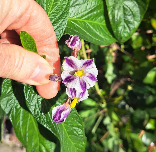 Foto de Pepino-do-mar