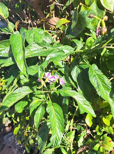 Foto de Pepino-do-mar