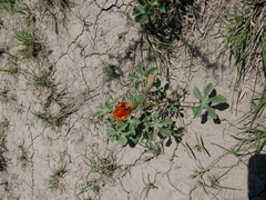 Cochlospermum wrightii