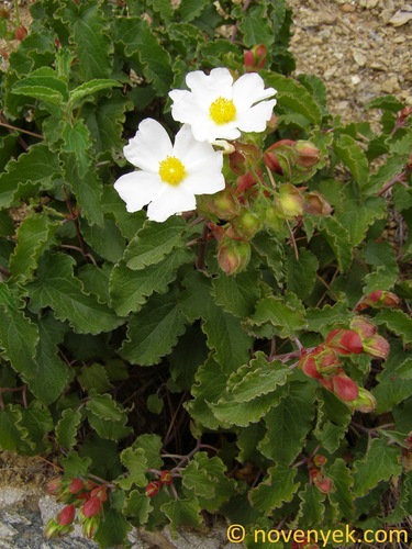 Avistamiento Cistus populifolius