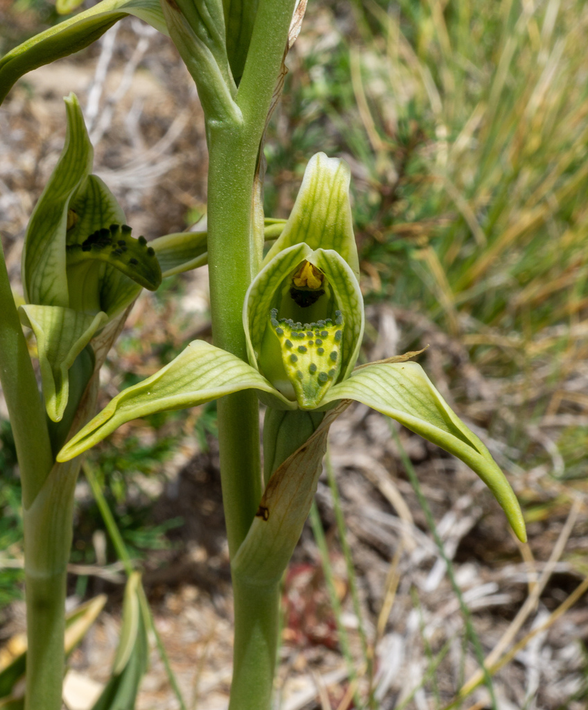 Chloraea viridiflora
