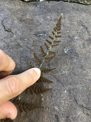 Cystopteris tennesseensis