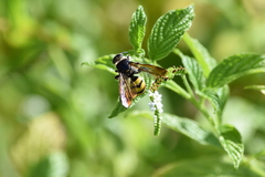 Dielis trifasciata
