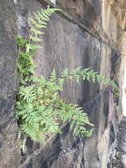 Cystopteris tennesseensis