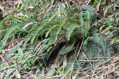 Struthiopteris niponica