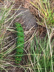 Saturnia pavonia