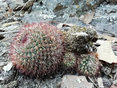 Mammillaria rhodantha fera-rubra