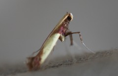 Caloptilia superbifrontella
